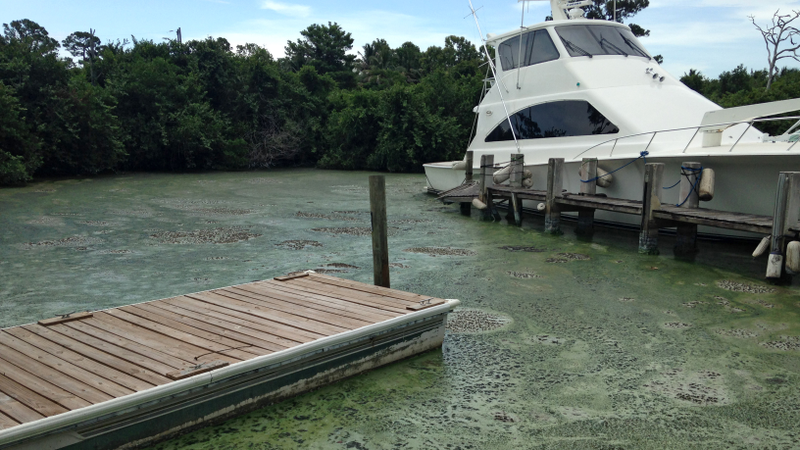 Algae blooms, such as the one pictured here in Stuart, Florida from July, 2016, are one ecological side effect of agriculture and artificial drainage in South Florida.